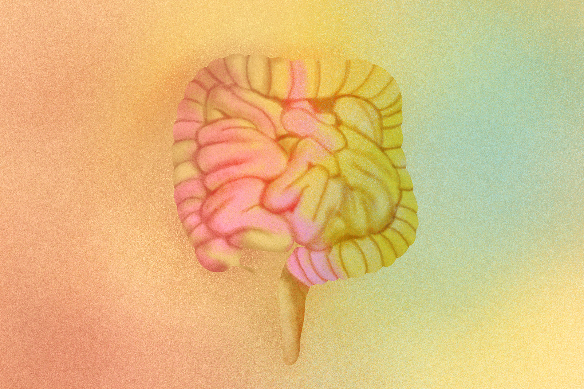 Το έντερό μας