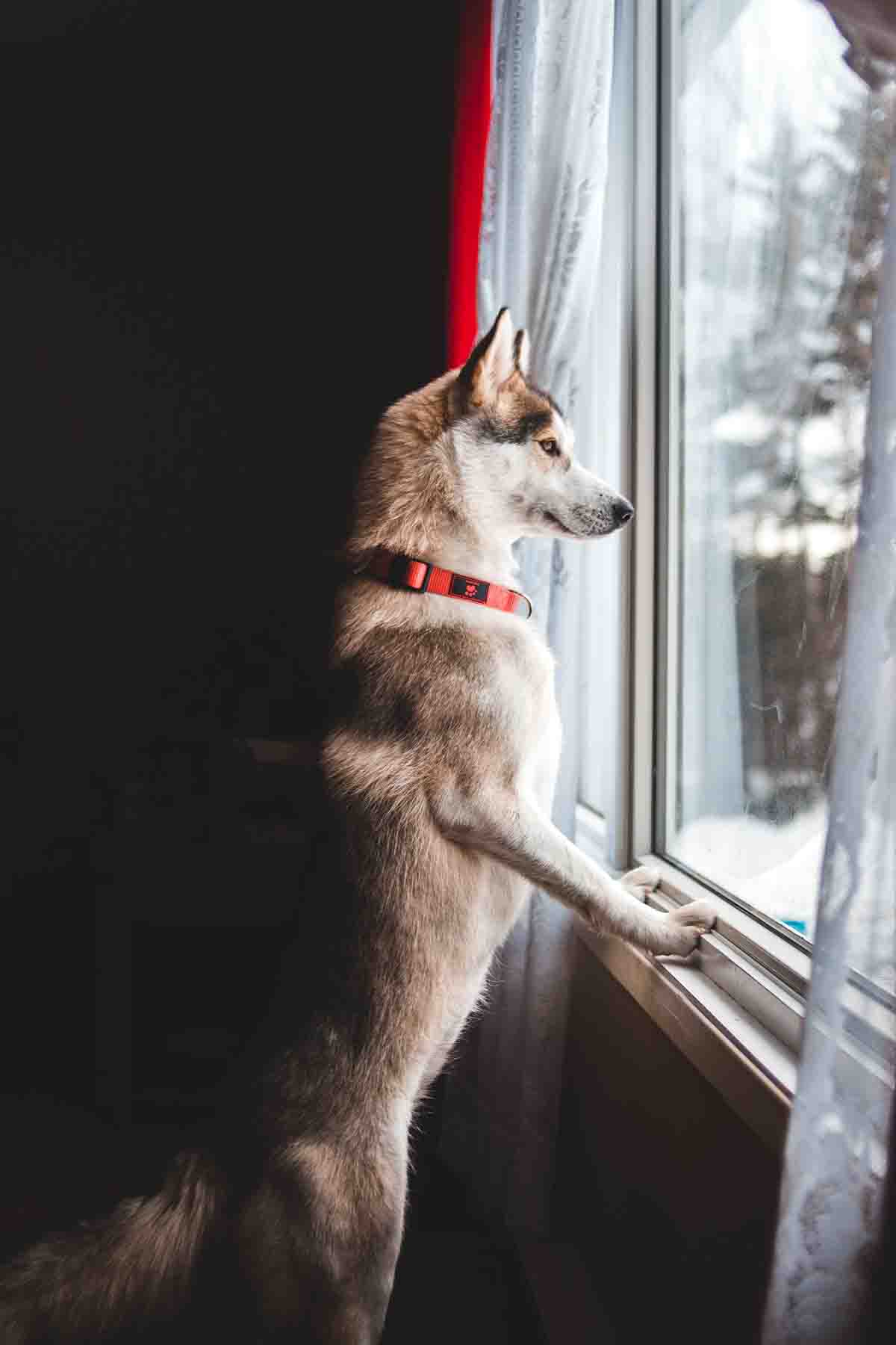 Σκύλος και άγχος αποχωρισμού