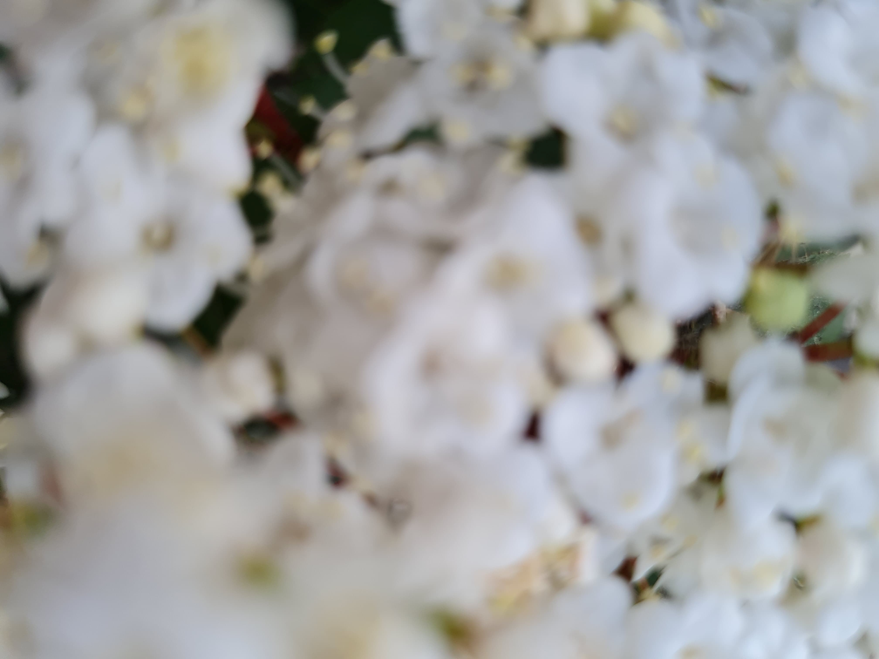 λουλούδια κοντινό