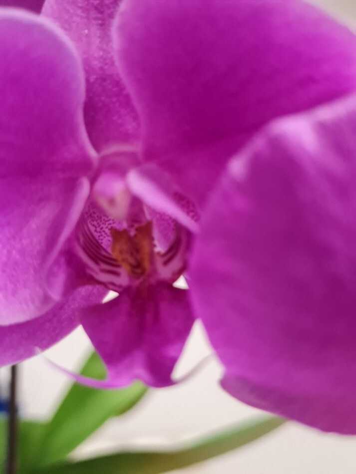 λουλούδι κοντινό