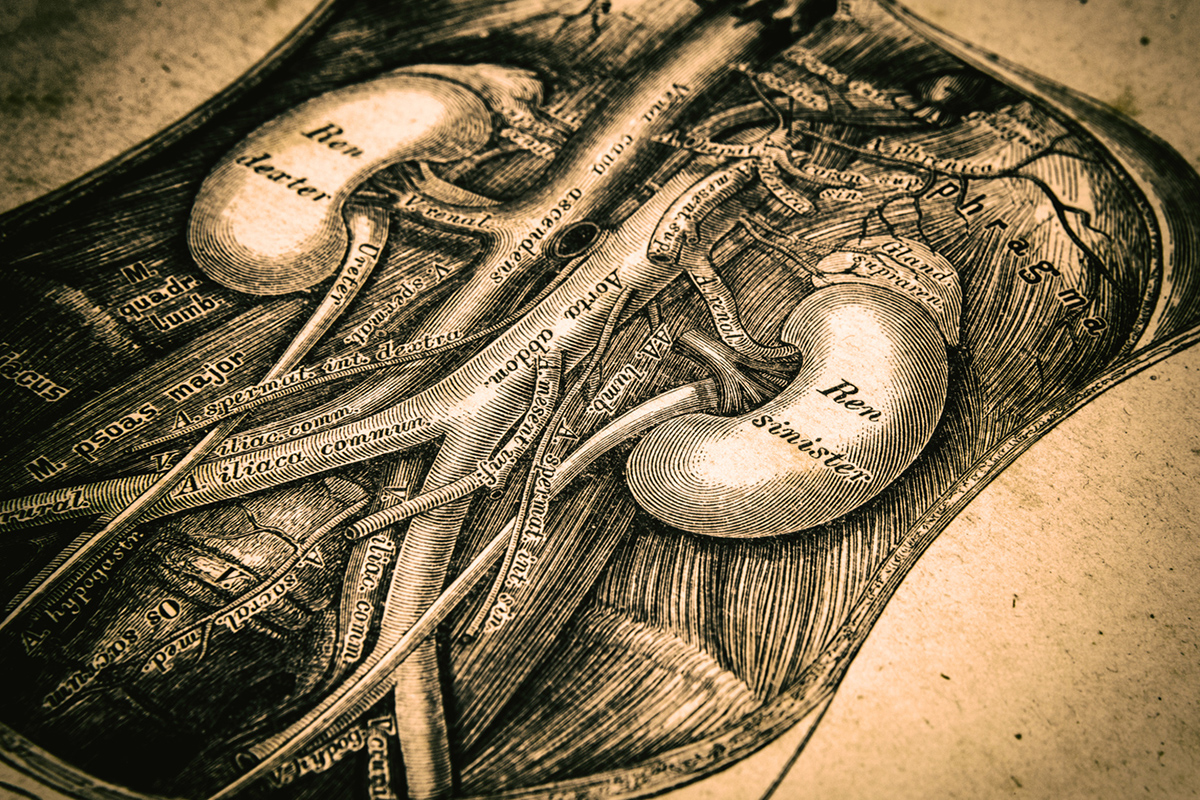 Μύθοι για τα νεφρά