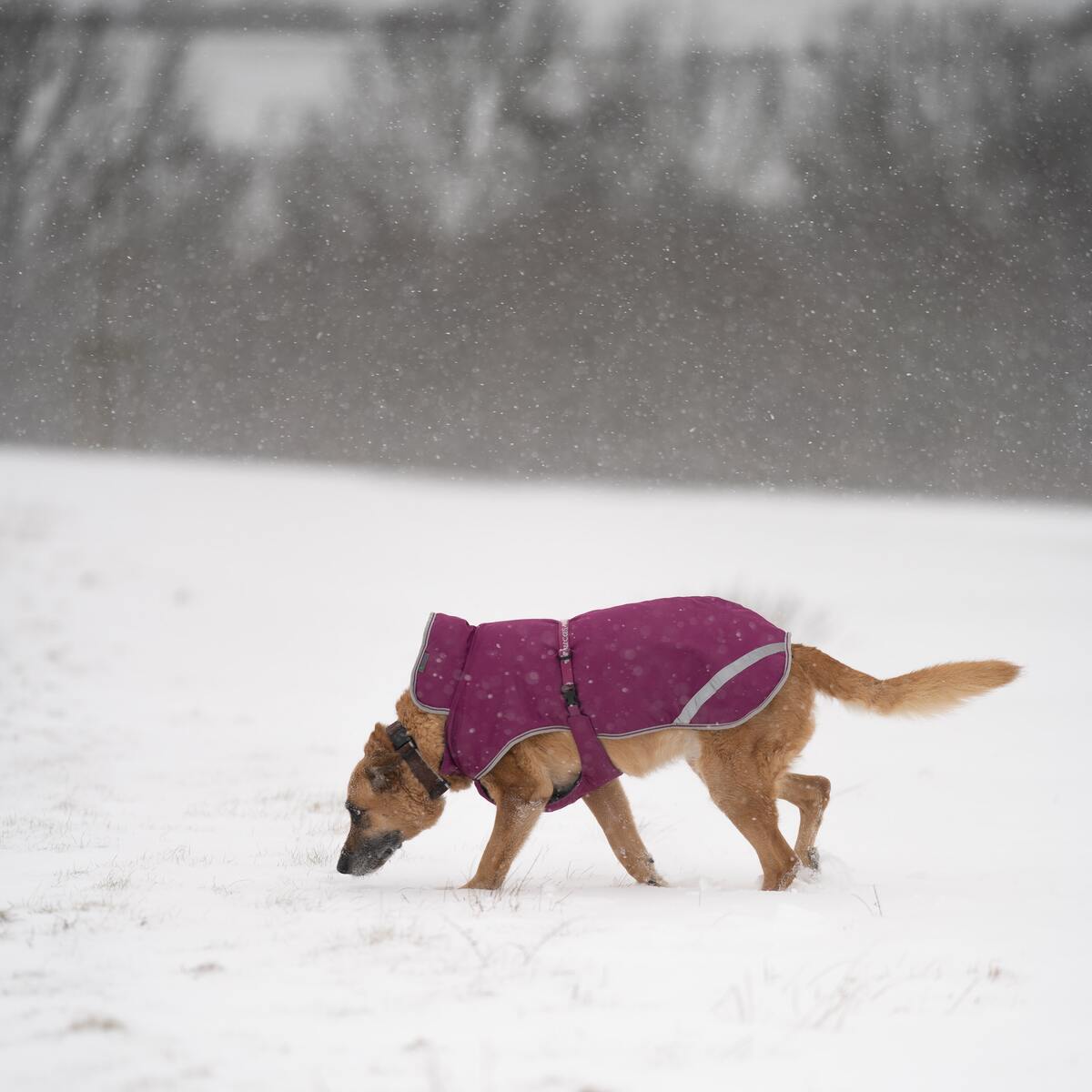 σκύλος στο χιόνι