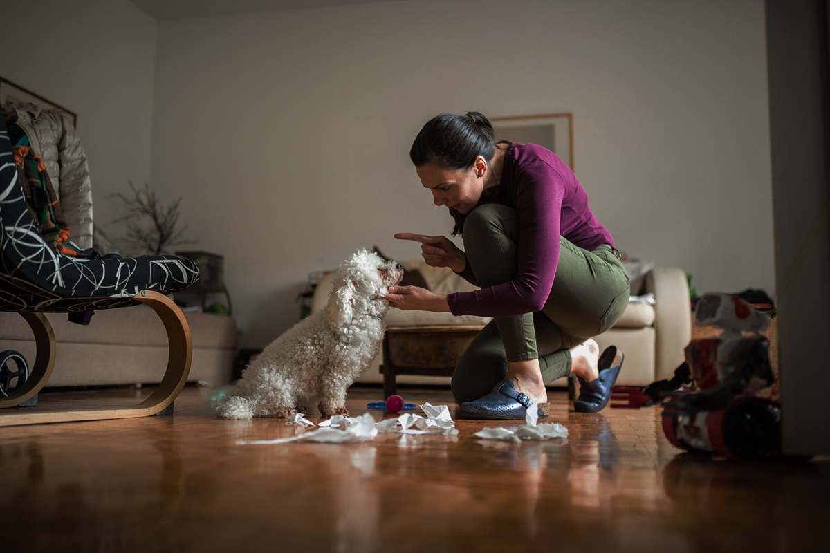 εκπαίδευση σκύλου