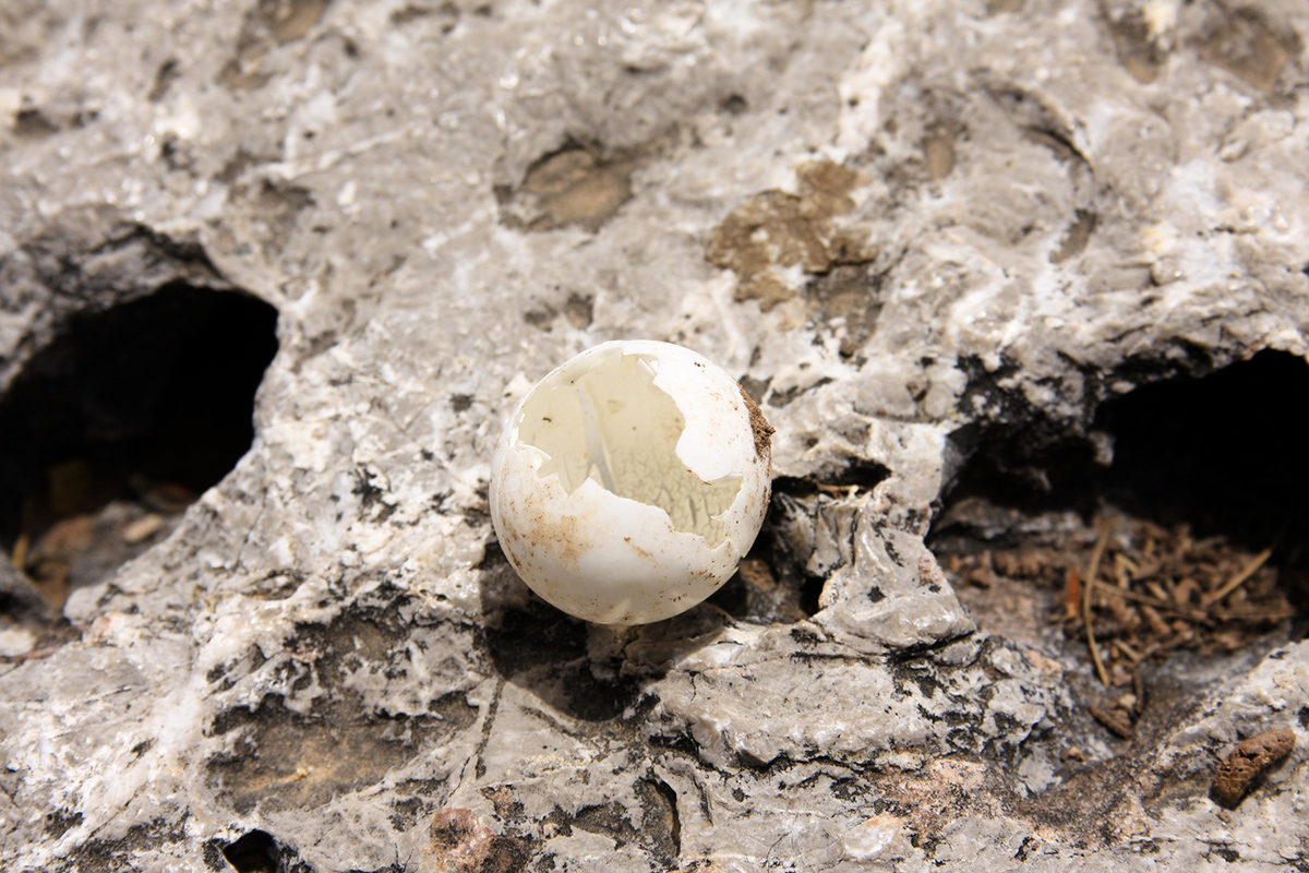 αλκυονίδες