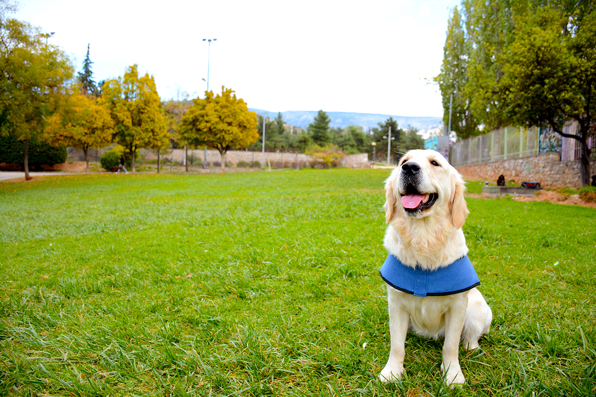 Σκύλοι Βοηθοί Ελλάδας
