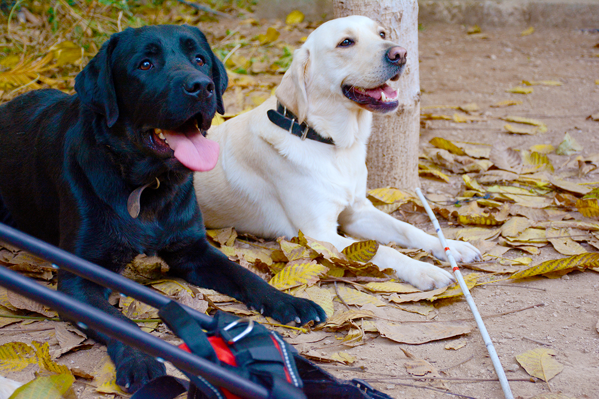 Σκύλοι Βοηθοί Ελλάδας