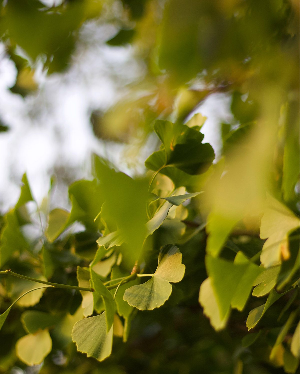 Gingko biloba για την καρδιά