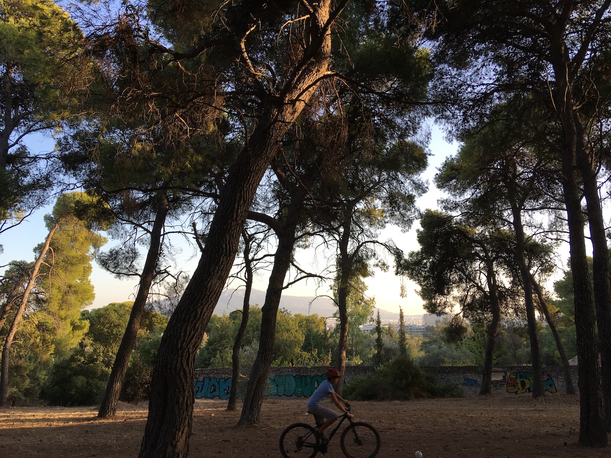 Δάσος Συγγρού