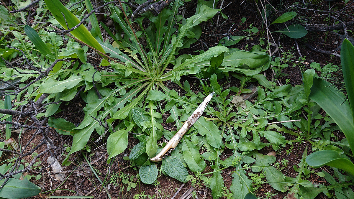 χόρτα Ηρακλειά