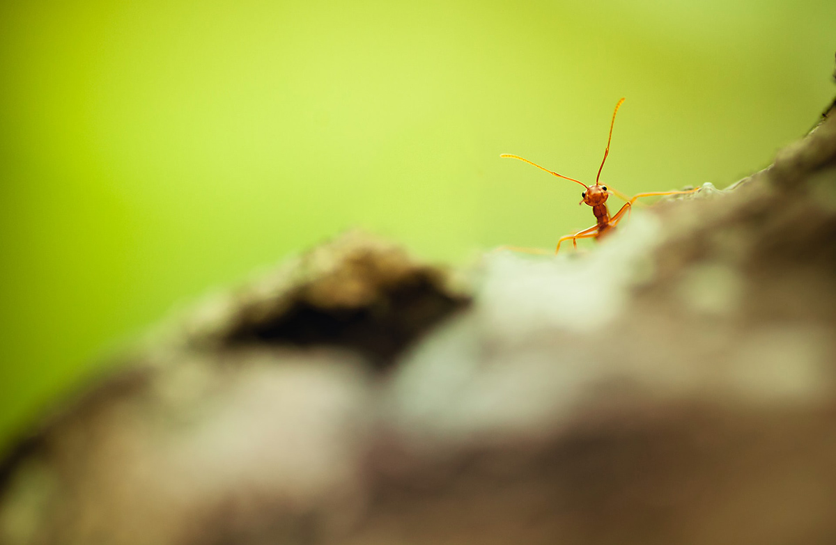 μυρμηγκάκια