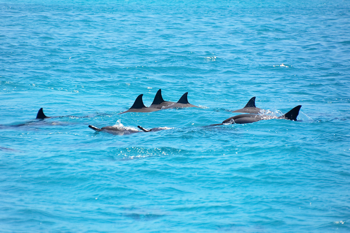 Τα δελφίνια των Κυκλάδων