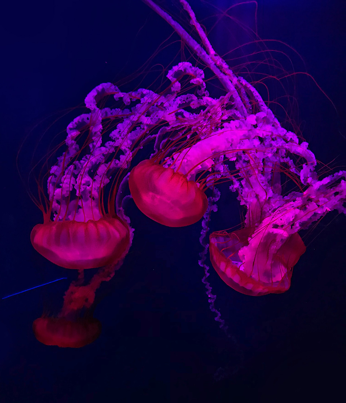 μωβ μέδουσες