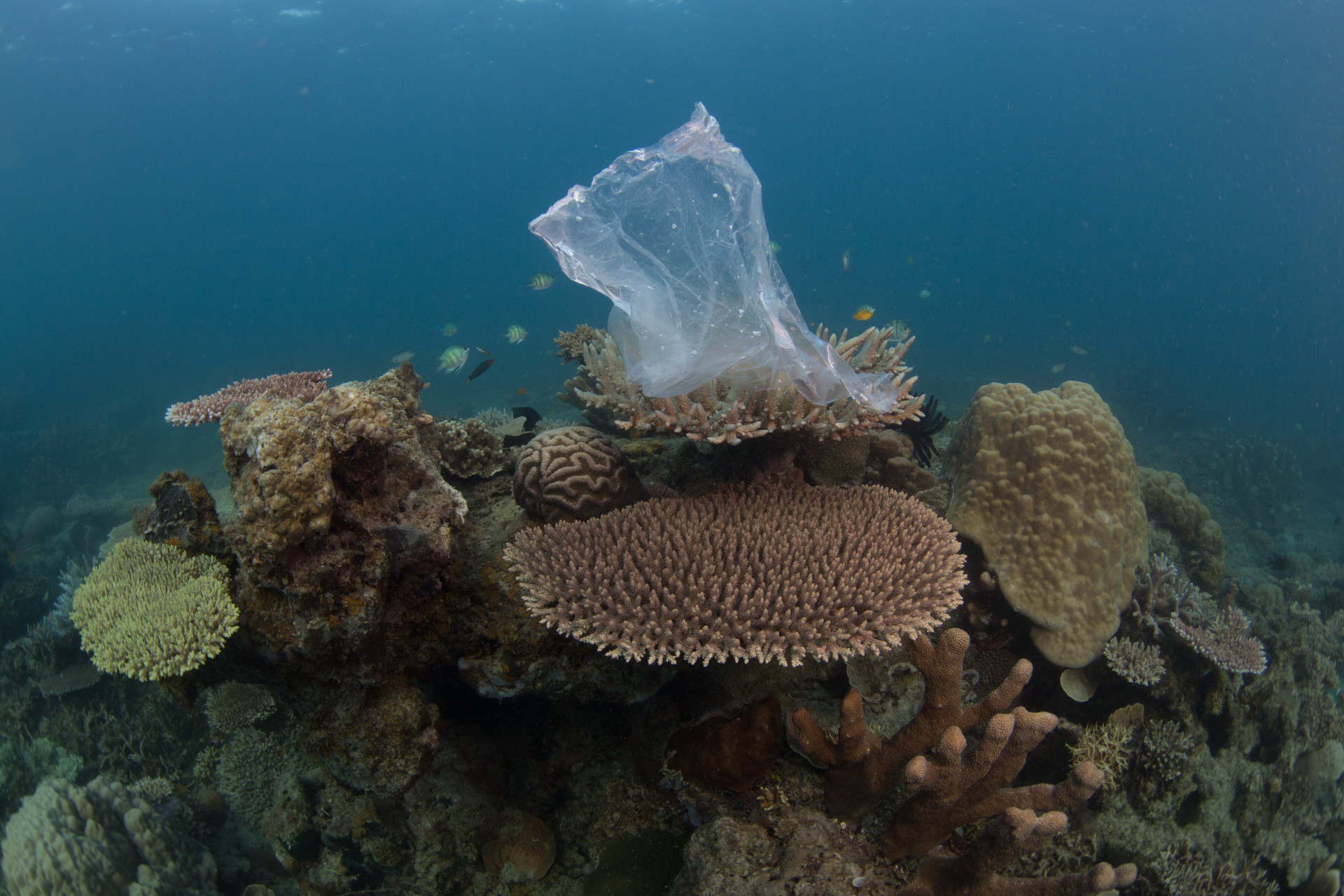 Λέμε «όχι» στην πλαστική σακούλα