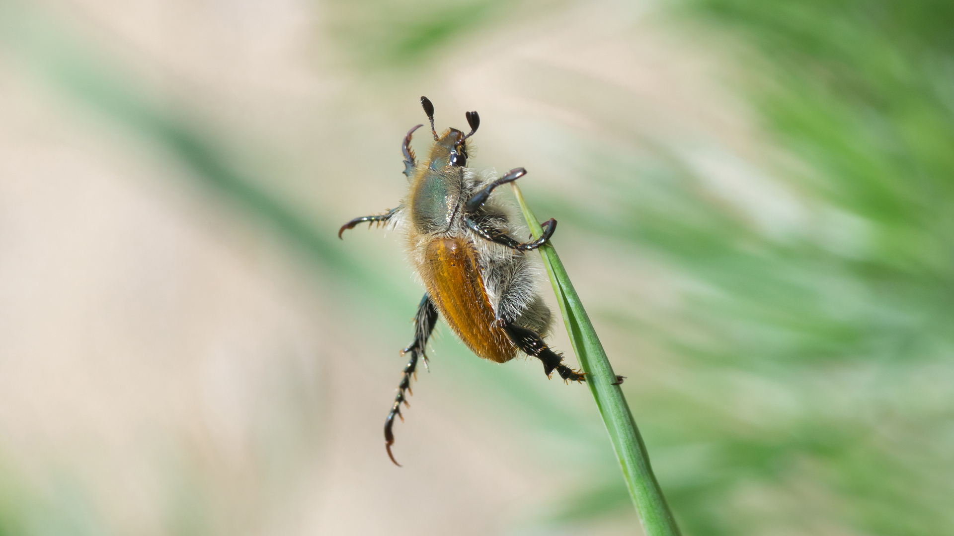 Intozi Insect Αφήστε τα έντομα στην ησυχία τους - OW.GR