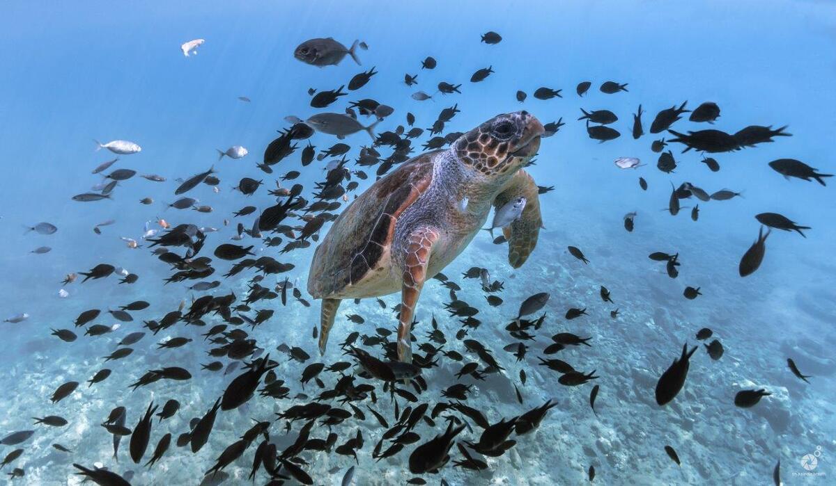 ελεύθερη κατάδυση