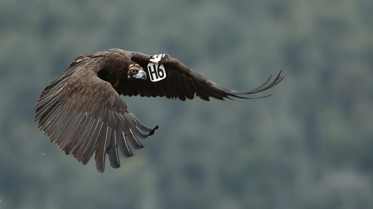 Δαδιά γύπας 