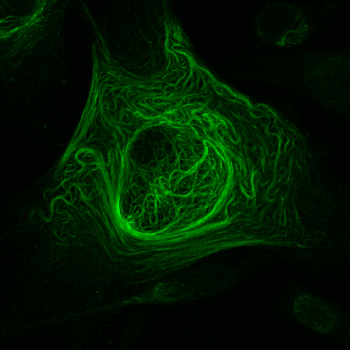 μικροσκόπιο