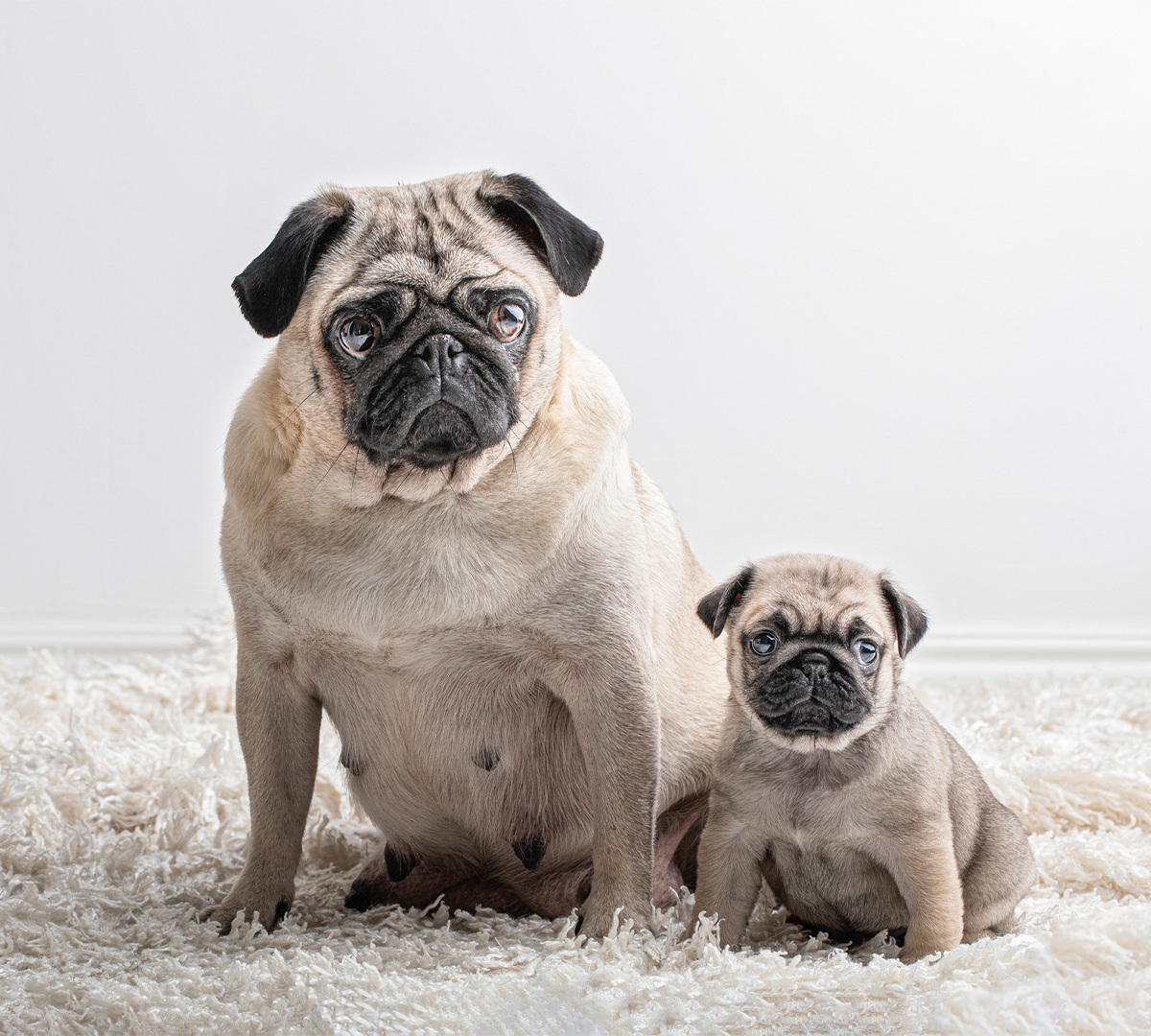 κλωνοποίηση κατοικίδιων