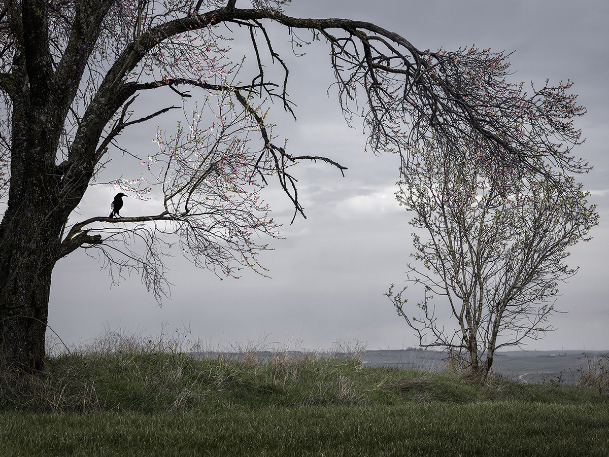 Οψόμεθα εις Φιλίππους