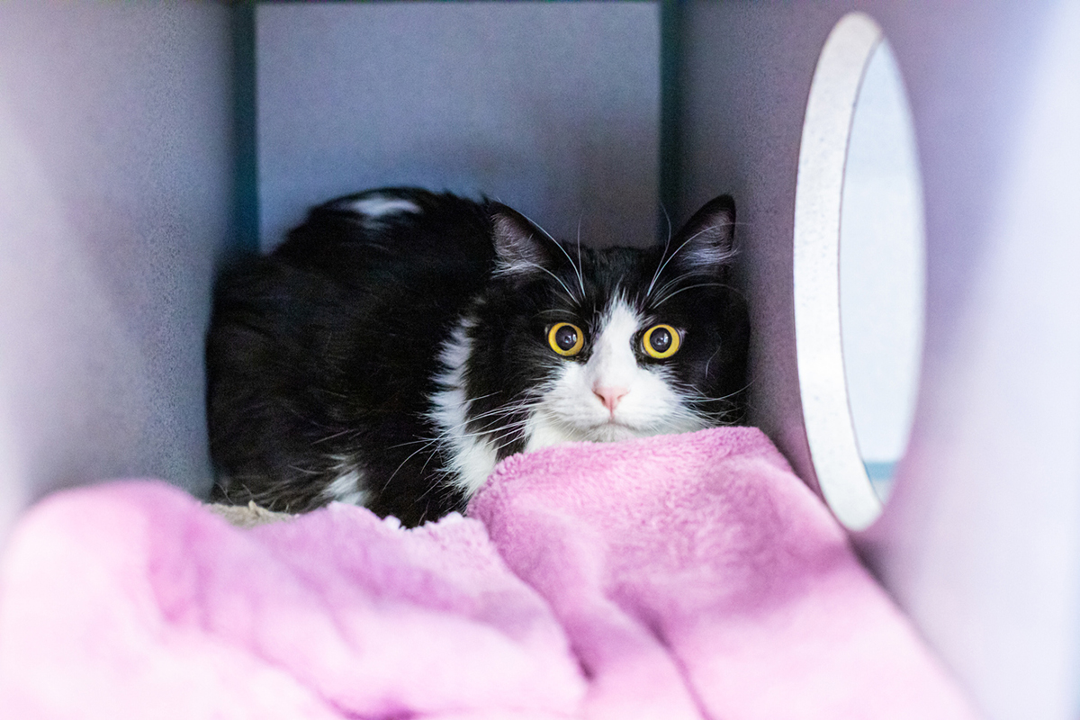 κατοικίδια άγχος