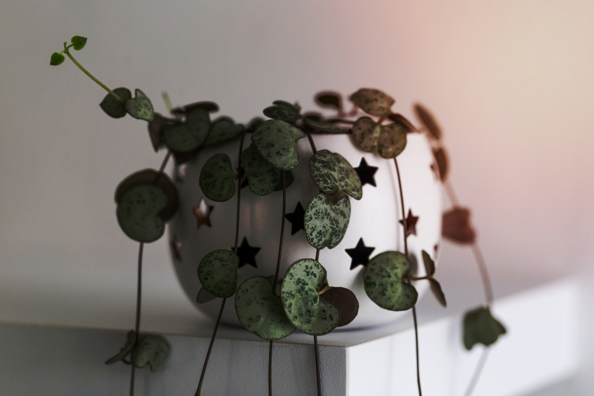 Γιατί να επιλέξεις μια γλάστρα με λουλούδια αντί για μια ανθοδέσμη