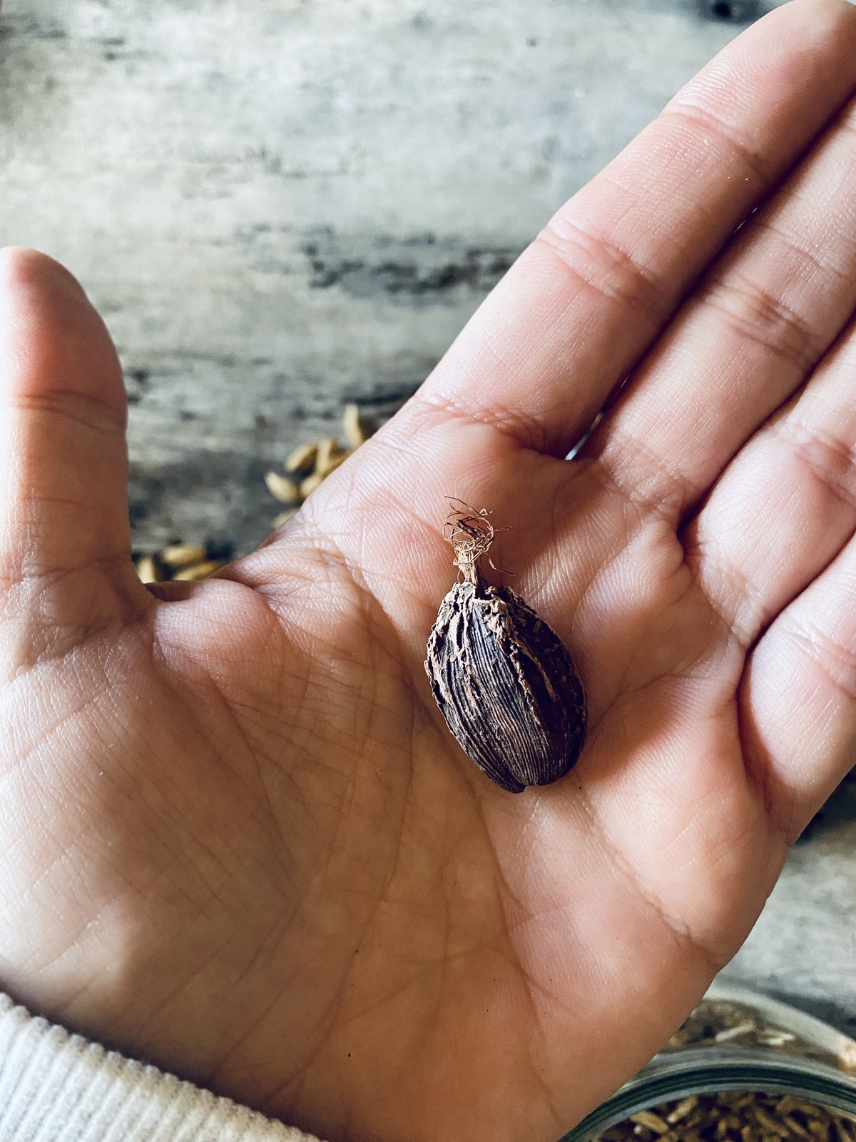 μοσχοκάρυδο