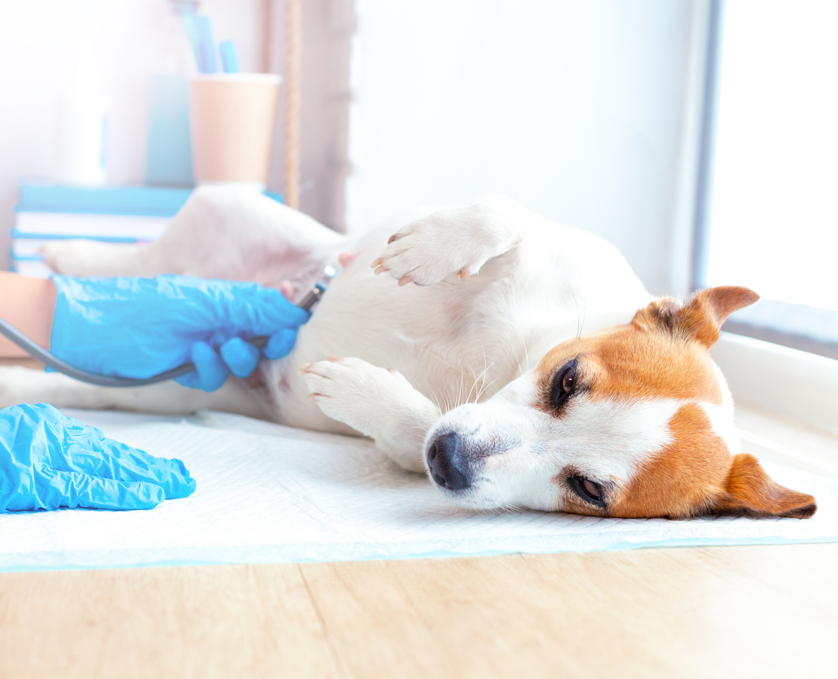 σκύλος στον κτηνίατρο