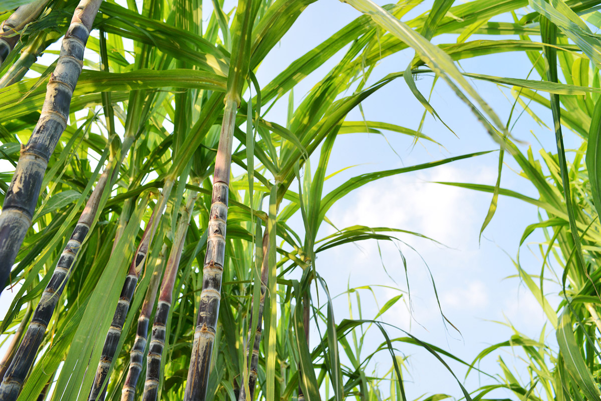 ζαχαροκάλαμο και μικροβιακή αντοχή