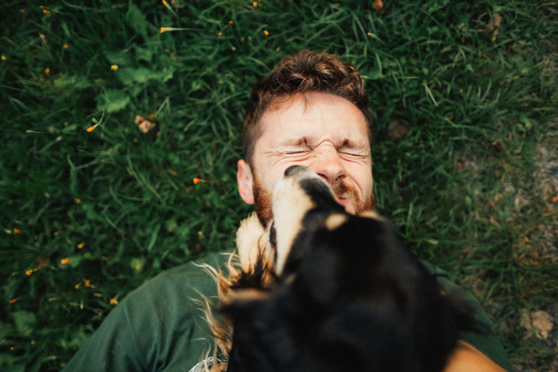 υιοθεσία ζώου