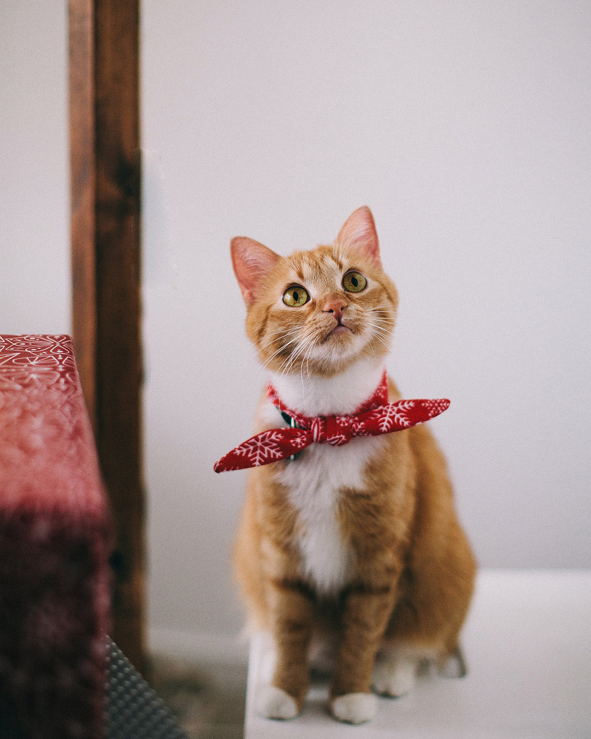 Έχεις 6 λόγους να υιοθετήσεις ένα αδέσποτο ζώο