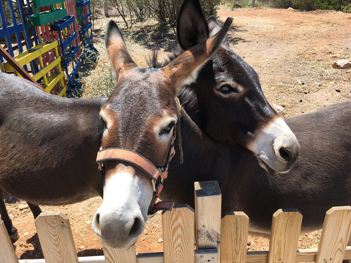 γαϊδουροχώρα