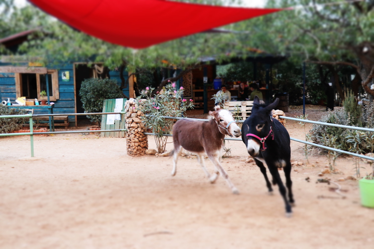 γαϊδουροχώρα