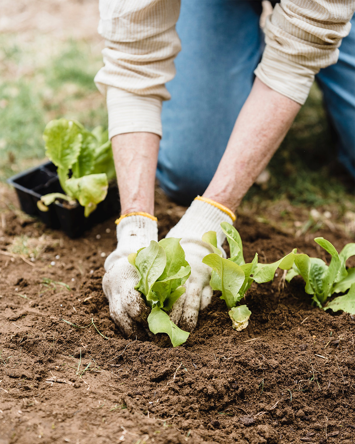 Μεταφύτευση