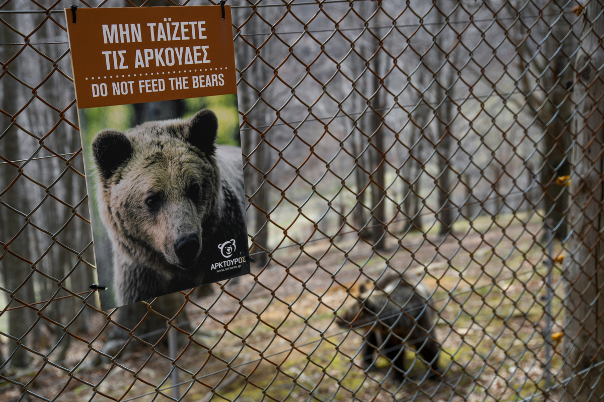 Αρκτούρος αρκούδα