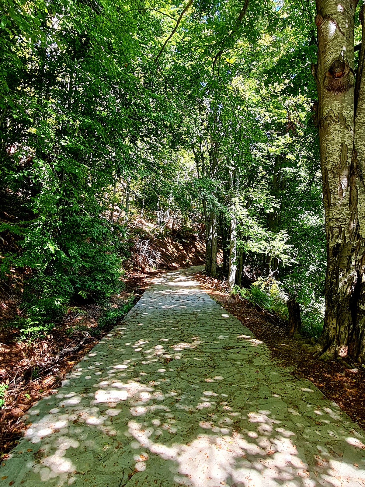 Αρκτούρος - καταφύγιο Αρκούδας