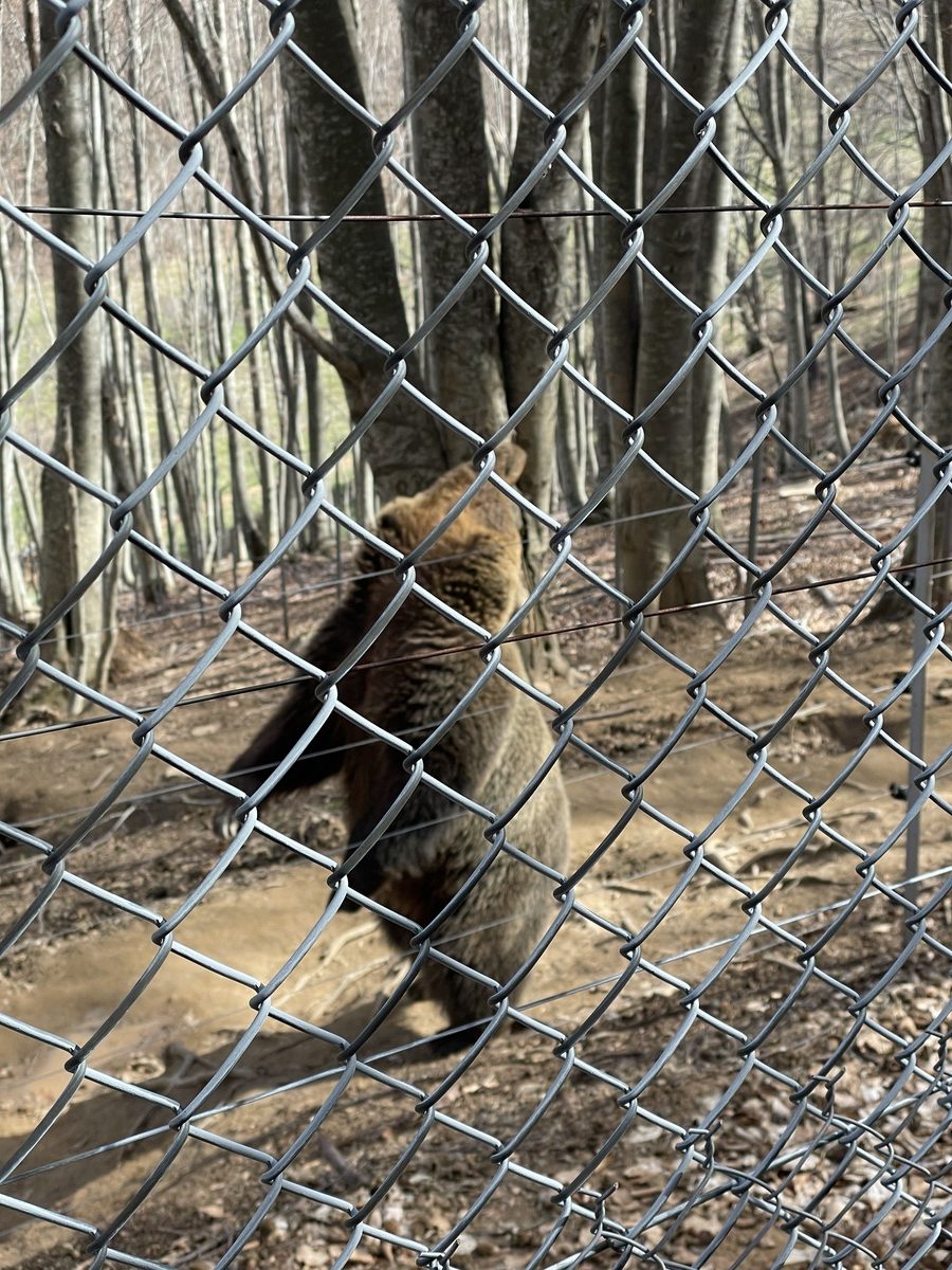 Είδαμε τις υπέροχες αρκούδες που φροντίζει ο Αρκτούρος στο Νυμφαίο