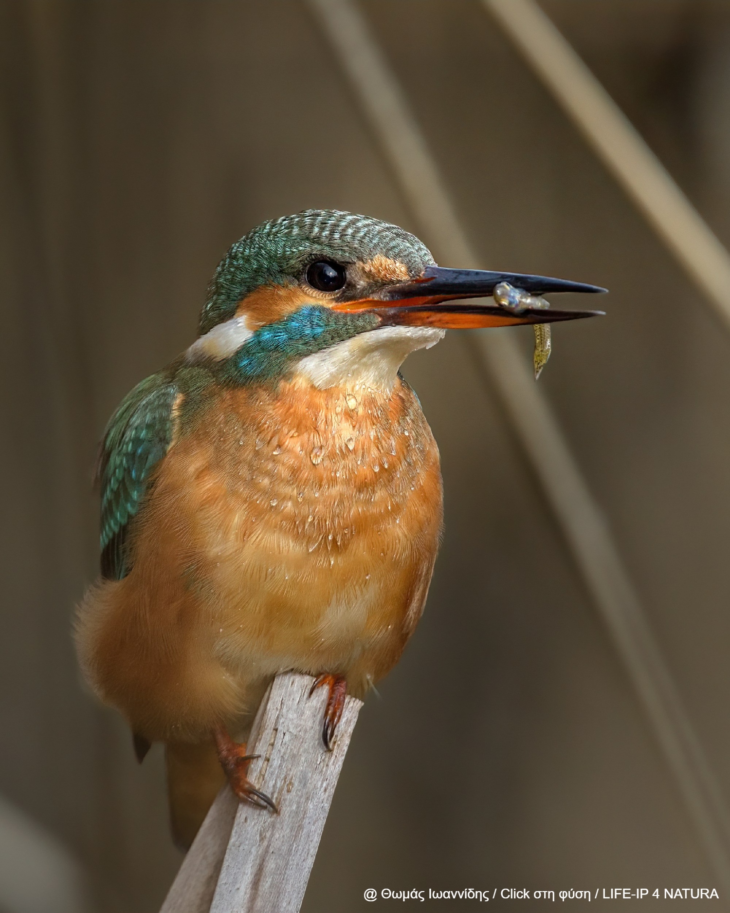 περιοχές Natura 2000