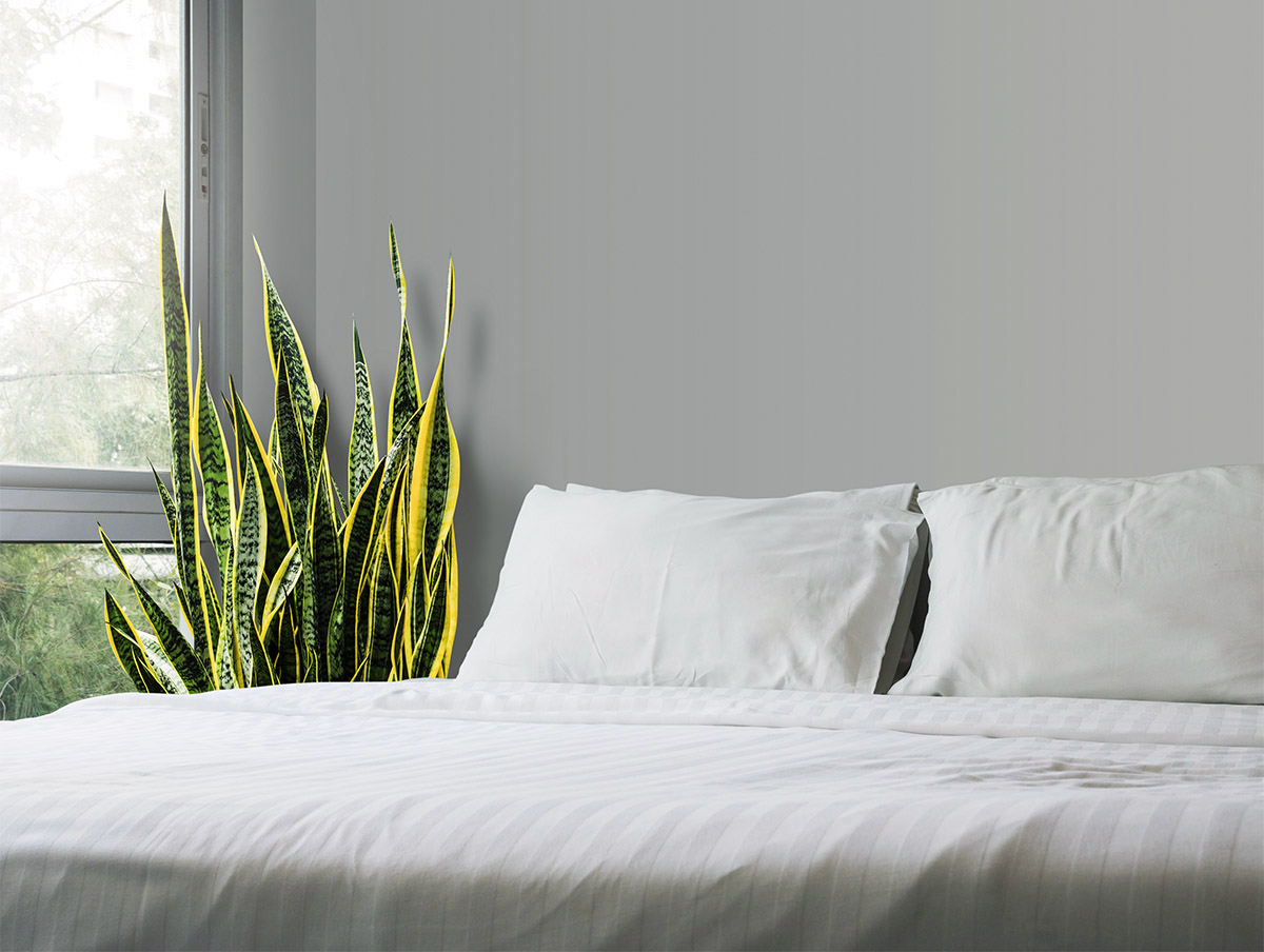 Σανσιβέρια στην κρεβατοκάμαρα