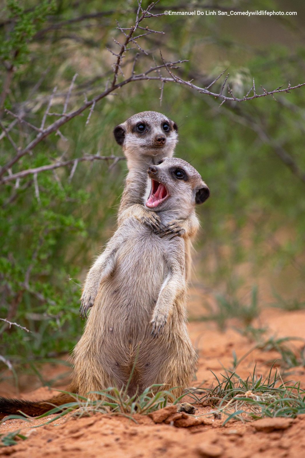 Comedy Wildlife Photography Awards