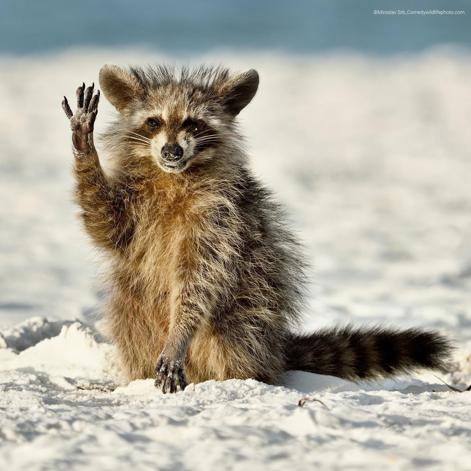 Comedy Wildlife Photography Awards