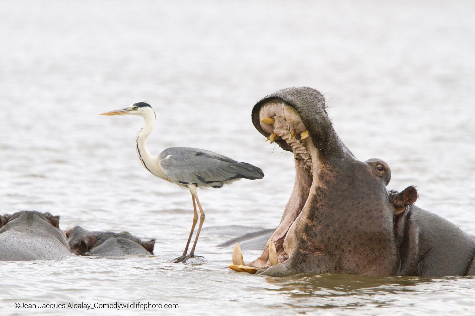 Comedy Wildlife Photography Awards
