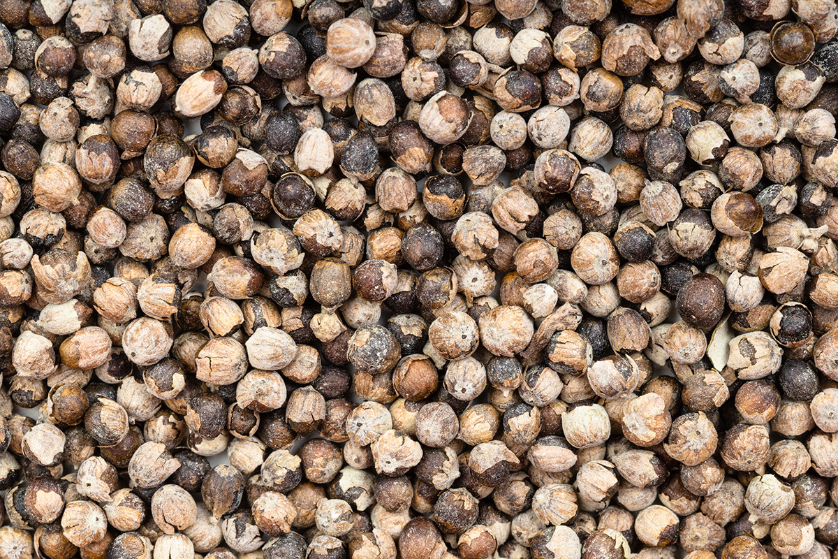 Λυγαριά: Το βότανο που ανακουφίζει από τους πόνους περιόδου (και όχι μόνο)