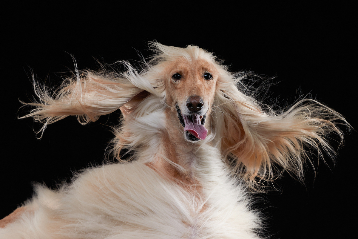 Comedy Pet Photography Awards 2023