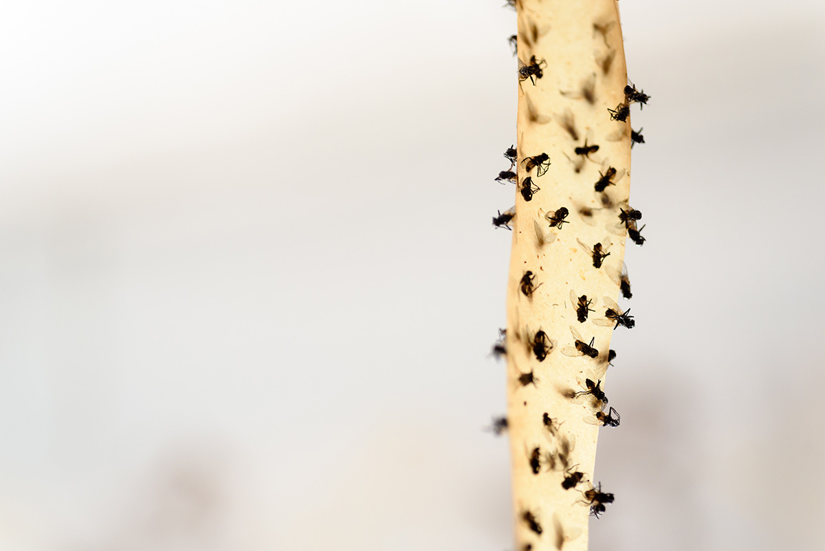 Πώς θα απαλλαγείς από τις μύγες στο σπίτι σου