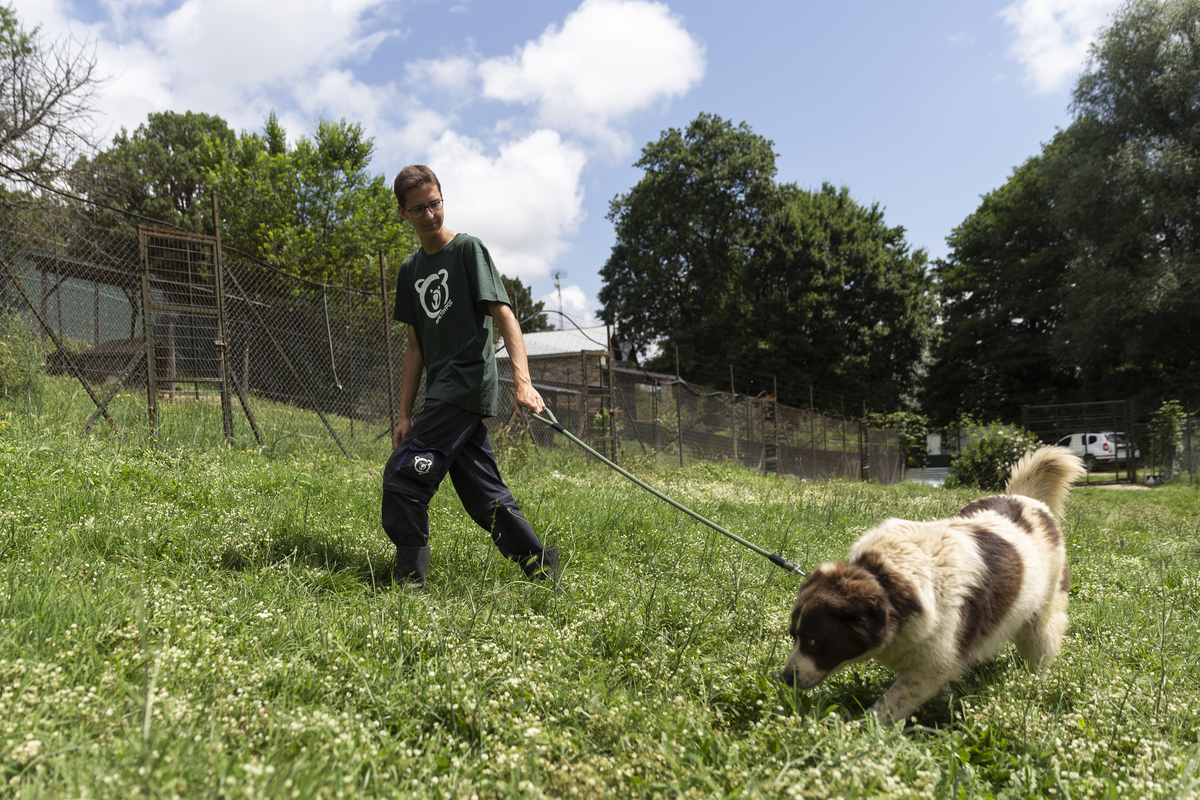 ποιμενικός