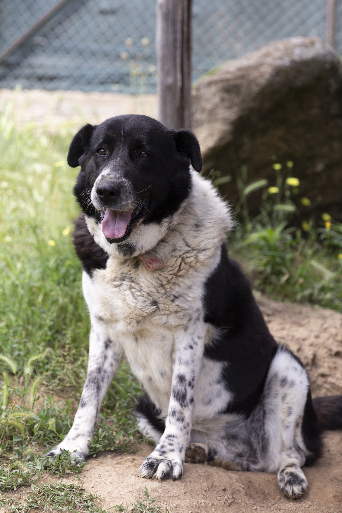 Ελληνικός ποιμενικός