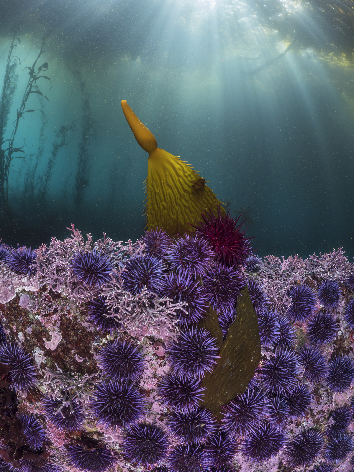 βραβεία φωτογραφίας BigPicture