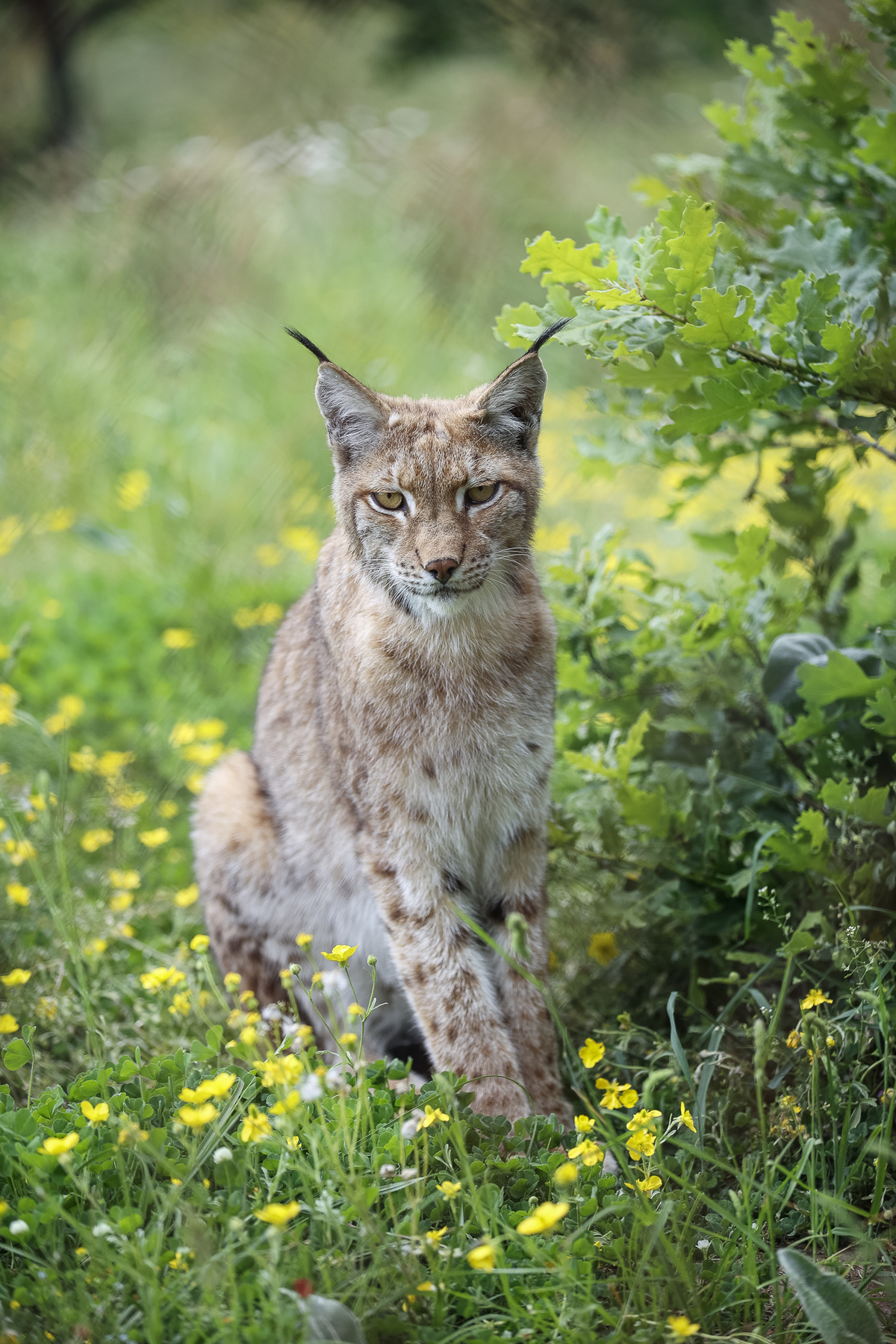 Λύγκας στο καταφύγιο του Αρκτούρου.