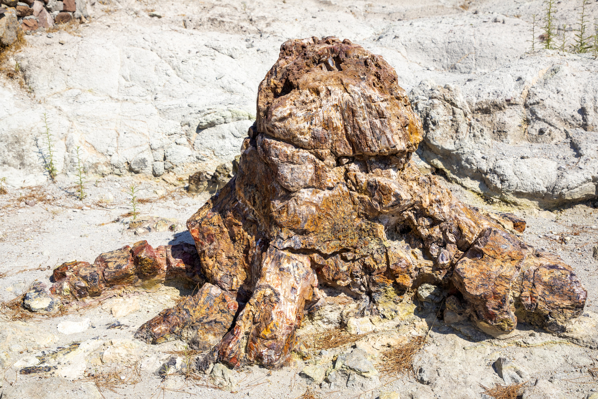 Απολιθωμένος κορμός δέντρου