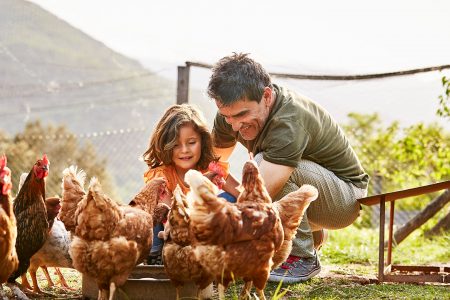 Θα έπαιρνες μια κότα στην αυλή σου για λιγότερα σκουπίδια;